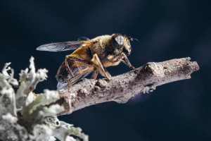 Macro photo_Lior Glaichman-06